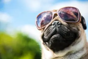 Quels sont les meilleurs chiens de compagnie