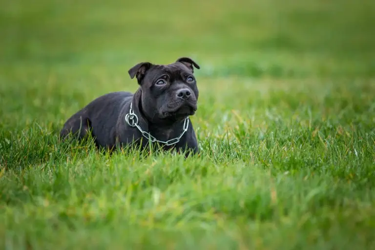 Staffordshire Bull Terrier