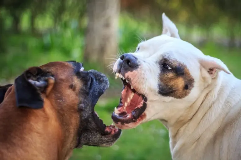 chien agressif