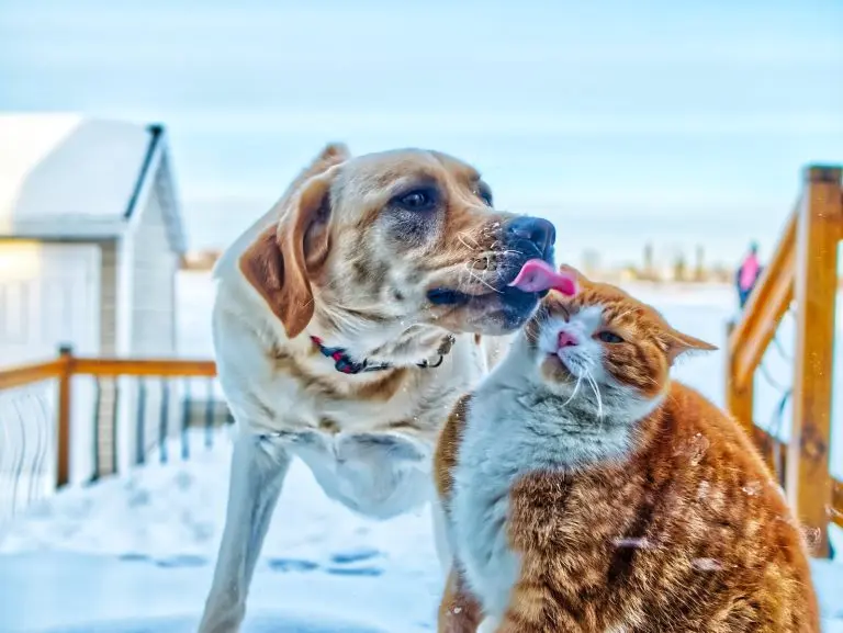chien et chat