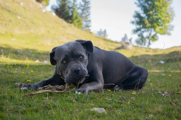chien qui mange