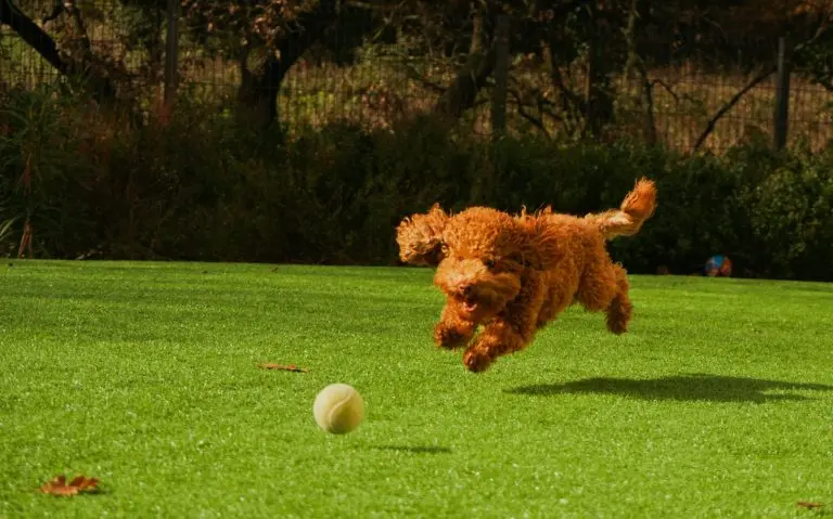 chien sport