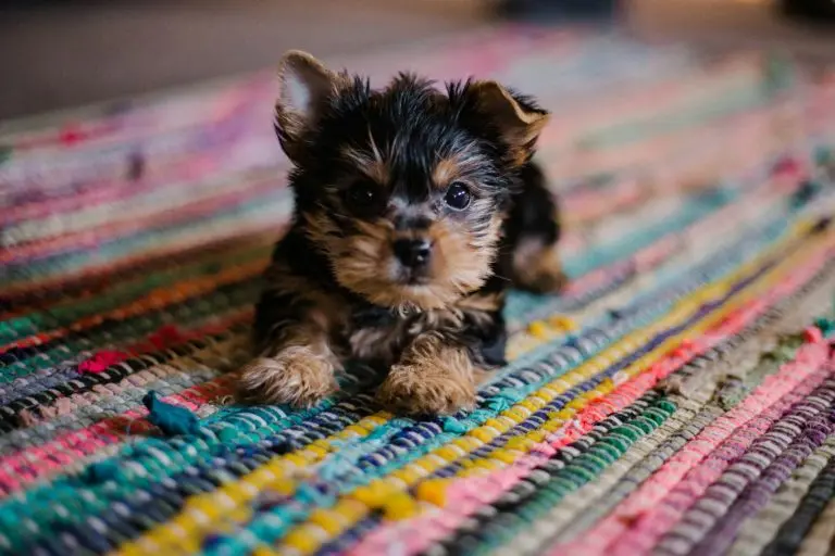eduquer chiot