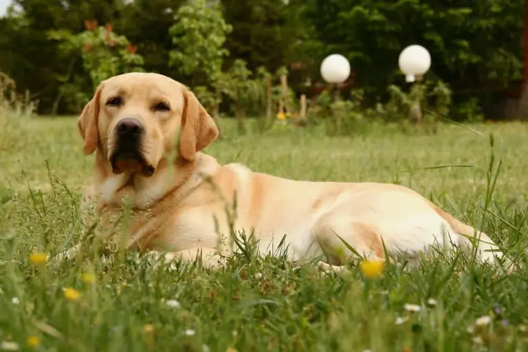 labrador-retriever