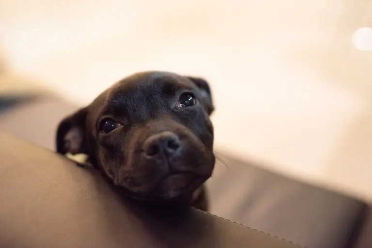 Quel est le chien le plus vendu au monde