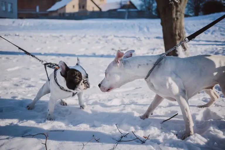 Quelle est la race de chien la plus dangereuse