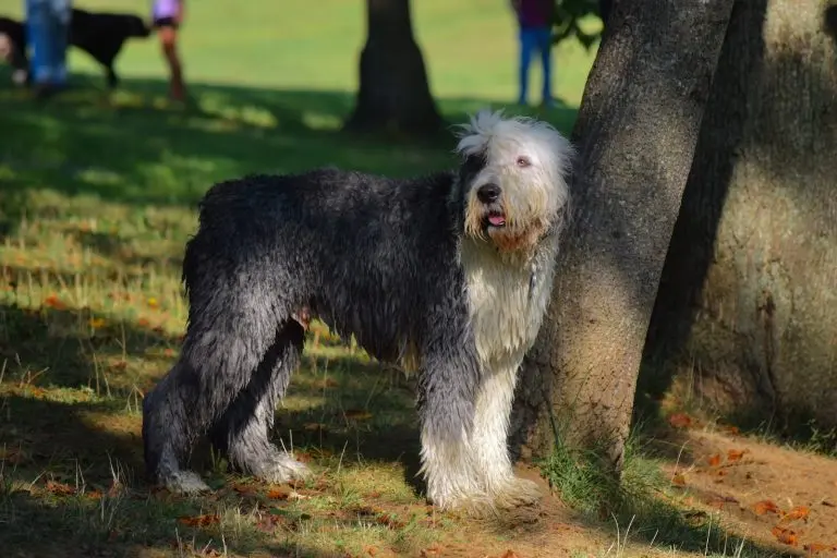 races de chiens